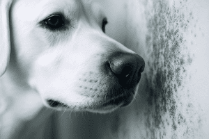 Close-up of a dog's nose, symbolizing the sensitivity needed to detect mold odors and highlighting the importance of understanding what mold smells like.