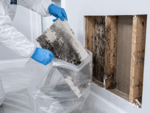 Removing a section of contaminated drywall as part of how to remove mycotoxins from a home