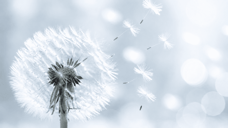 Dandelion releasing seeds in the wind, illustrating how living mold spreads its spores