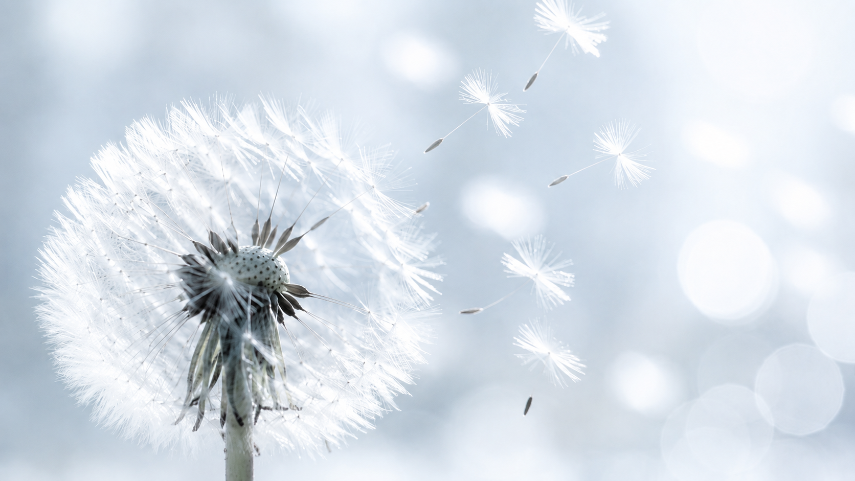 Dandelion releasing seeds in the wind, illustrating how living mold spreads its spores
